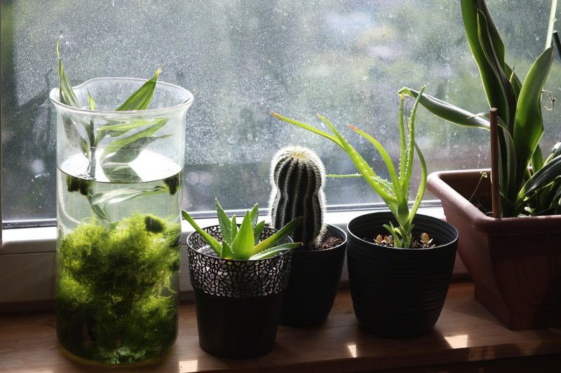 Jak s klidem odcestovat z bytu, když v něm máte živé pokojové rostliny?