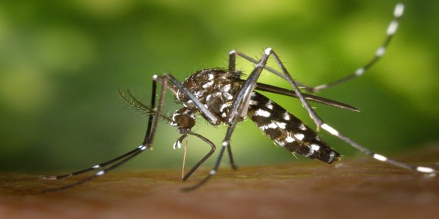 cestování, virus Zika, Amerika, Afrika, nemoci, nakažlivé choroby, ženy, těhotenství