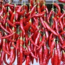 Jak pěstovat kořeninovou papriku?