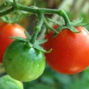 Jak na vitamíny z vlastní dílny?