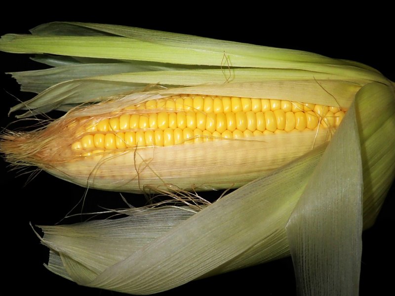Kukuřice - zlato z našich polí