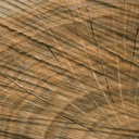 Dřevo jako stavební materiál a vliv vnějšího prostředí