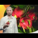 Exotické ovoce - pitahaya - video