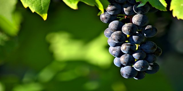hroznové víno, ovoce, zdravá výživa, vitaminy, zdraví, stárnutí pleti, prevence vrásek