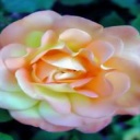 458186_rose_from_the_garden.jpg