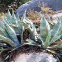Aloe vera - rostlina, která prodlužuje zdravý život