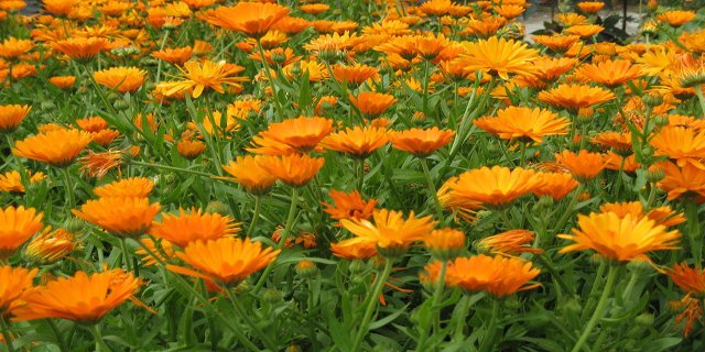 čaj, zázvor, echinacea, měsíček, bylinný čaj, Lapacho
