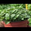 Jak pěstovat bylinky? - video
