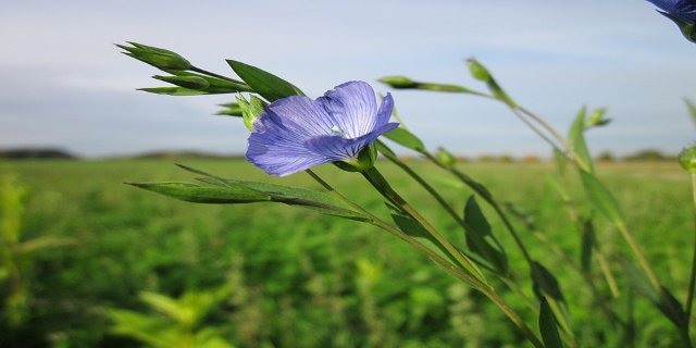 detoxikace, střeva, len, lněná mouka, kefír, zdraví