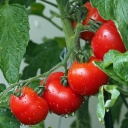 tomatoes-1561565_1280.jpg
