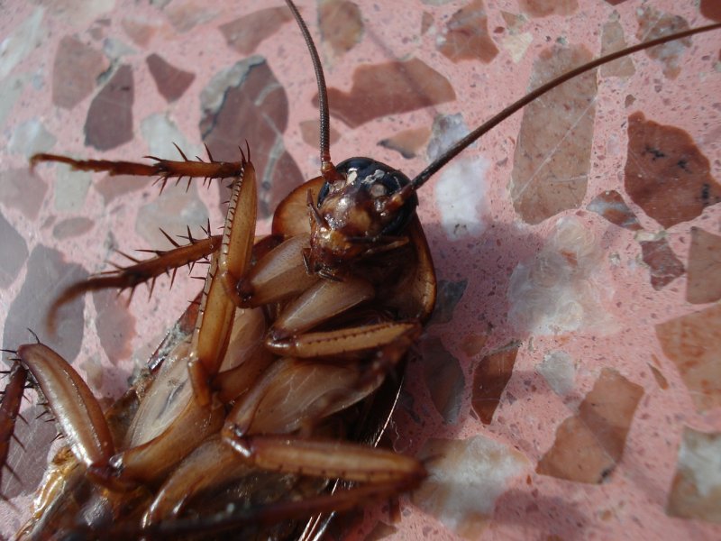 Jak se zbavit švábů, štěnic a dalšího nebezpečného hmyzu v bytě?
