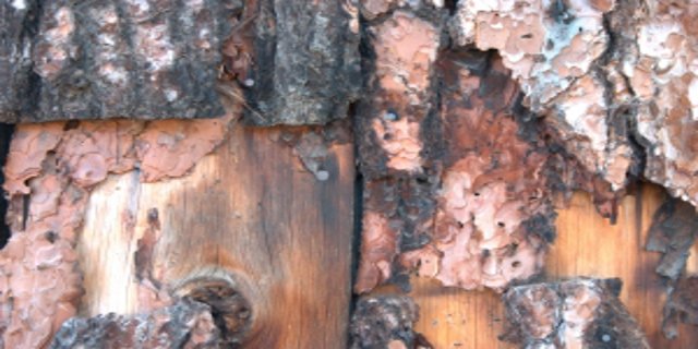 dřevo, ochrana dřeva, barvy a laky, impregnace, dřevokazné houby