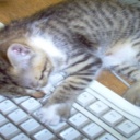 gato-en-un-teclado--cat-on-a-keyboard-1430977-m.jpg
