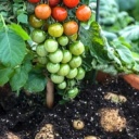 Hit zahrádkářů potatom aneb Brambory a rajčata z jedné rostliny