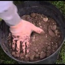 Jak pestovat lekniny v zahradnich jezirkach - video