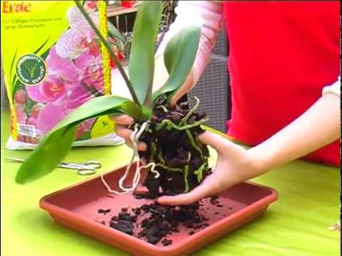 Jak přesazovat orchidee - video