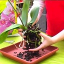 Jak přesazovat orchidee - video