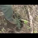 Jak vysadit les - video