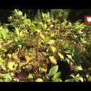  Jedovaté rostliny - video  