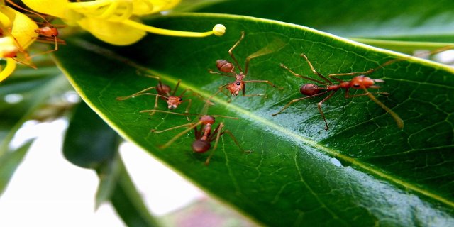 zahrada, mravenci, hmyz, insekticidy, chemie
