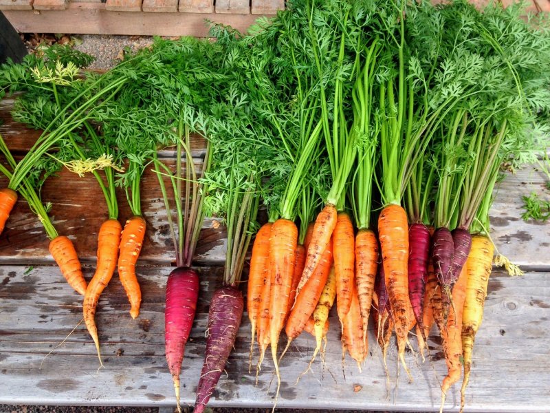 mrkev, zelenina, zahrada, zdraví,. vitaminy, minerály
