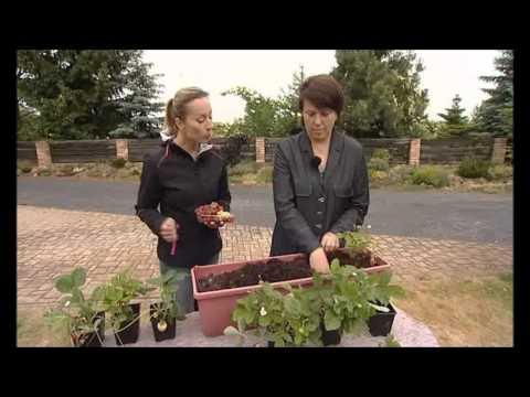 Pěstování jahod v truhlícich - video