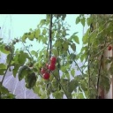 Stále plodící rajčata za okny bytu - video
