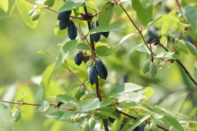 zimolez kamčatský, ovoce, vitaminy, zahrada, ovocné keře
