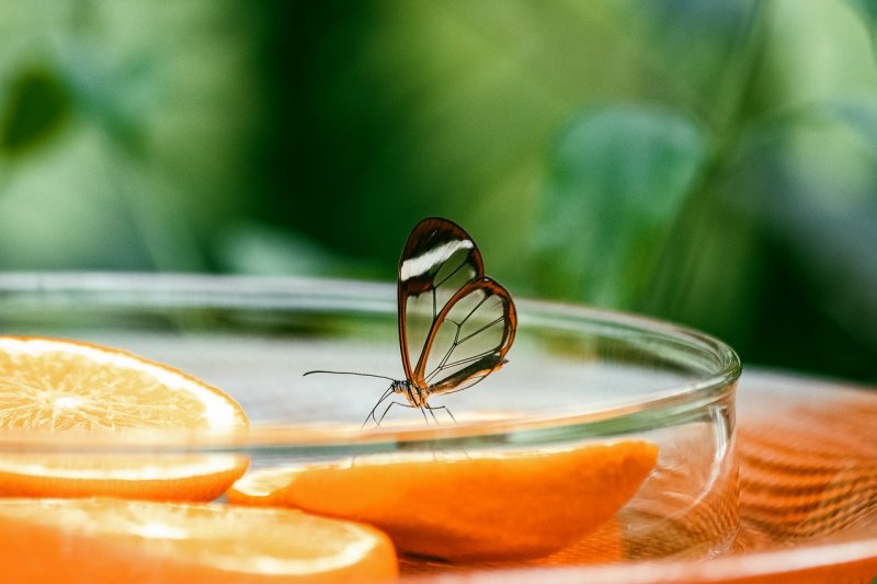 Chraňte potraviny a nápoje před hmyzem, ochráníte tím svoje zdraví!