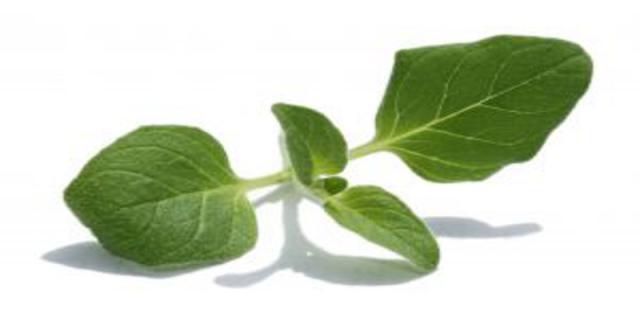 Koření bohaté na vitamíny - oregano