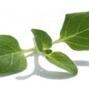Koření bohaté na vitamíny - oregano