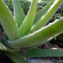 Aloe vera - recepty na zdravé nápoje a léčivé směsi