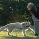 Agility - zdravý pohyb pro psa i pána