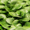 MIND dieta je úprava stravy, při které se hladoví a ani nepočítají kalorie