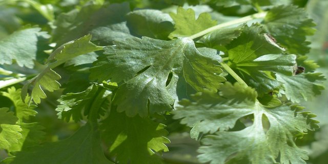 zdraví, koření, detoxikace, máta, skořice, koriandr, přírodní léčba