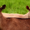 Koza jako mazlíček a zdroj zdravého mléka
